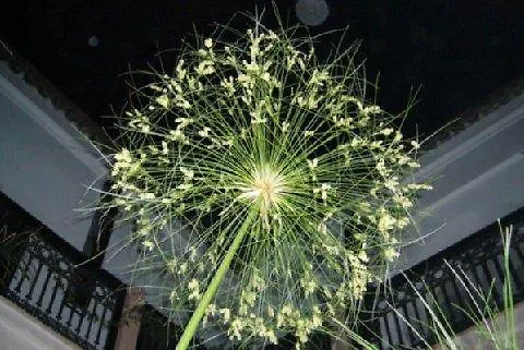 ホテル リヤド タアチチャカ マラケシュ